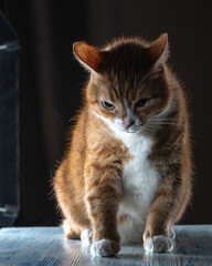 Fototapeta premium Portrait of a young handsome mongrel cat.