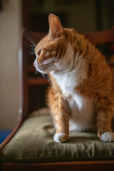 Portrait of a young handsome mongrel cat.