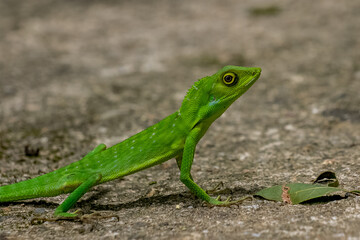 green lizard on a rock