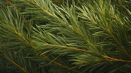 Close-up of Fresh Green Pine Needles and Branches, Nature Texture Background