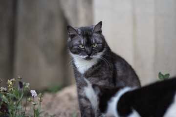Portrait of a young handsome mongrel cat.
