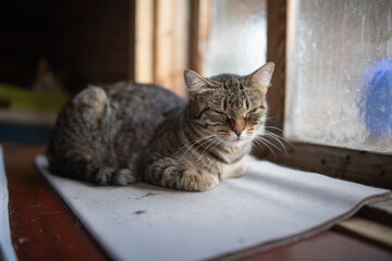 Portrait of a young handsome mongrel cat.