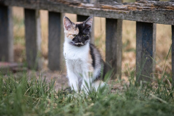 Portrait of a young handsome mongrel cat.