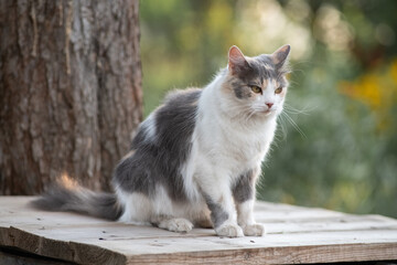 Portrait of a young handsome mongrel cat.