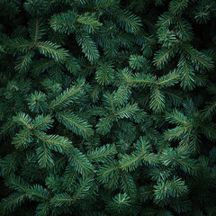 Lush Evergreen Fir Branches A Deep Green Textured Background