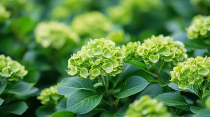 Fresh Green Hydrangea Blossoms in a Lush Garden Setting