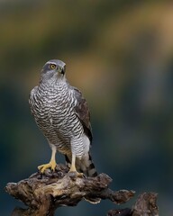 An alert bird of prey, ready to pounce on its prey. 