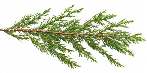 Fresh Juniper Branch with Dew Drops Isolated on White Background - Botanical Stock Image