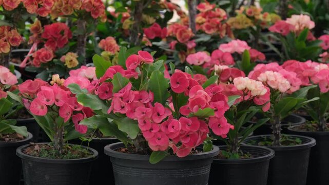 Close up of beautiful red euphorbia milii, crown of thorns, which is popularly grown in Thailand.