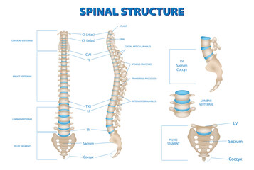Set illustration of the human spinal structure, highlighting cervical, thoracic, lumbar, sacrum, and coccyx vertebrae. The image includes labeled components such as spinous processes, transverse