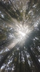 Sun Rays Bursting Through Forest Canopy A View Looking Upward.