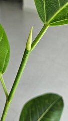 Blue buds that make you feel dreams and hopes