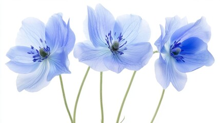Fototapeta premium Vivid blue blooms in dreamy detail, radiating surreal beauty and tranquility.