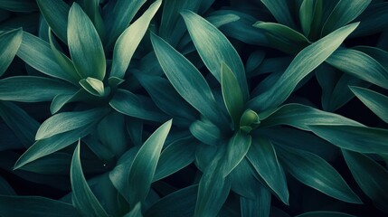 Obraz premium Lush Dark Green Leaves Close-Up Botanical Beauty and Textured Natural Background.