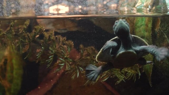 Emydura Turtle Swimming in Tank