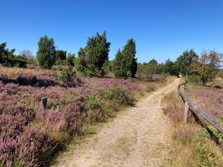 Fototapeta premium Weg auf dem Wilseder Berg in der Lüneburger Heide im Sommer bei Heideblüte