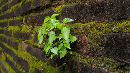 delicate plant with small flowers growing on a moss-covered brick wall, depicting natural beauty and resilience