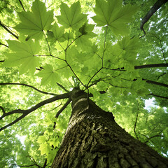 Fototapeta premium tree seen from ground leaves