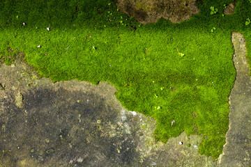 Close-up of vibrant green moss covering a surface.