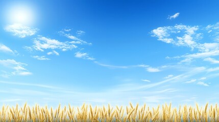 Serene landscape, golden wheat field bathed in sunlight under a blue sky with fluffy white clouds