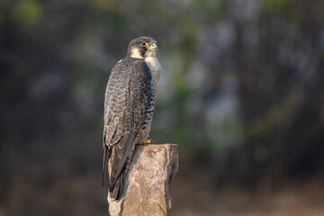 Peregrine Falcon (Falco peregrinus) Sitting on Ground at Little Rann of Kutch