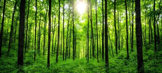 Lush Green Forest with Sunlight Filtering Through the Canopy, Creating a Serene and Peaceful Natural Landscape in Summer