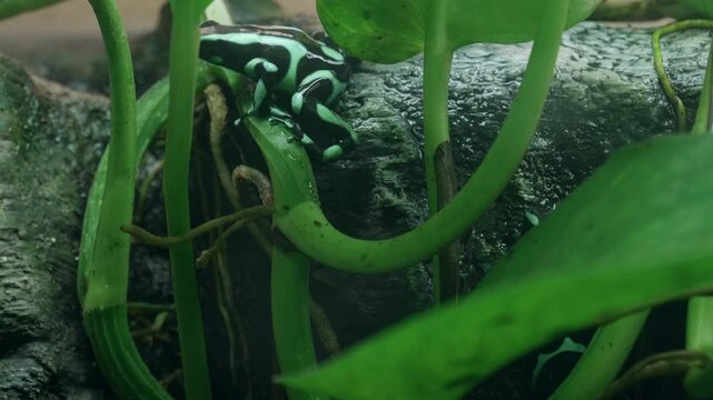 Turquoise Poison Dart Frogs Crawling Around