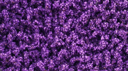 Purple Lavender Flowers Background: Flat Lay Lavender Flower Wallpaper for Creative Design