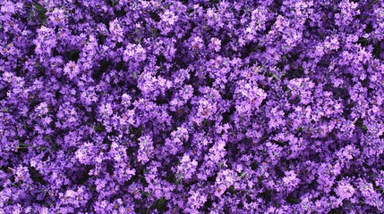 Purple Lavender Flowers Background: Flat Lay Lavender Flower Wallpaper for Creative Design