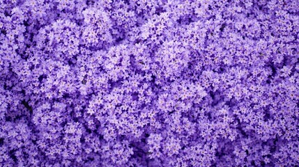 Obraz premium Purple Lavender Flowers Background: Flat Lay Lavender Flower Wallpaper for Creative Design