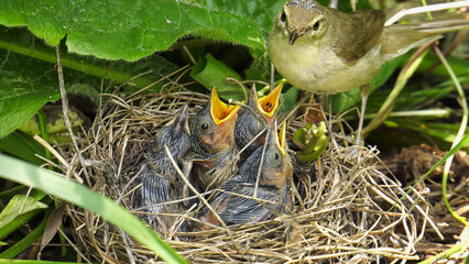 Fototapete bei efototapeten.de bestellen   