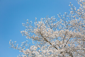 青空を背景に満開の桜
