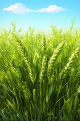 Obraz premium there is a field of green grass with a blue sky in the background 