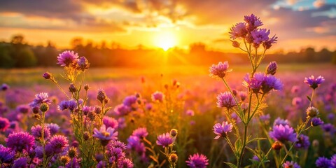 Obraz premium Sunset Purple Flowers Field Meadow Landscape Photography - Blooming Wildflowers at Golden Hour