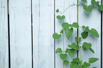 Bindweed background on wood fence with copy space.