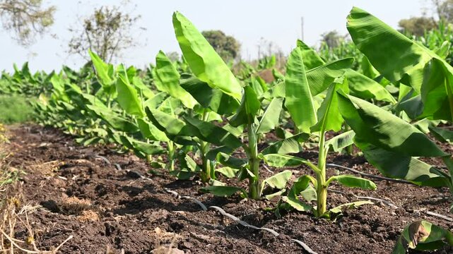 Banana plantation. Growing Young banana plants, leaves. Young banana plants in a rural farm in india