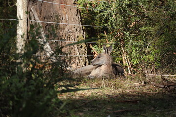 Wild Kangaroo in the Grass A Peaceful Moment in Nature