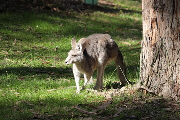 Fototapeta premium Wild Kangaroo in the Grass A Peaceful Moment in Nature