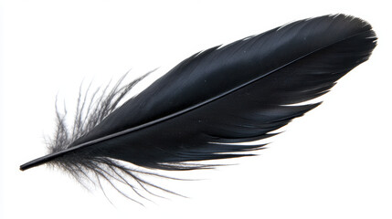 single black feather with delicate barbs and smooth shaft, showcasing its natural beauty and elegance