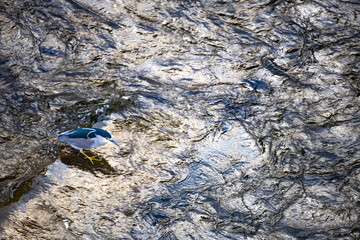 This black-crowned night heron stands quietly in the stream, its eyes fixed on the water, as if waiting for the appearance of prey