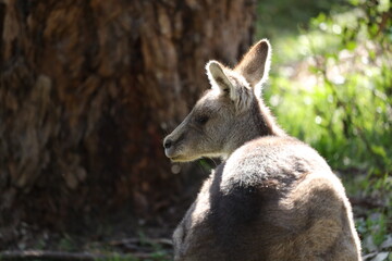 Wild Kangaroo in the Grass A Peaceful Moment in Nature