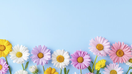 Fototapeta premium Bright and colorful flowers arranged on blue background create cheerful atmosphere