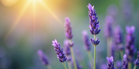 Fototapeta premium Serene Lavender Blossoms Bathed in Golden Sunlight, a Peaceful Pastoral Scene of Blooming Purple Flowers in a Vibrant Meadow