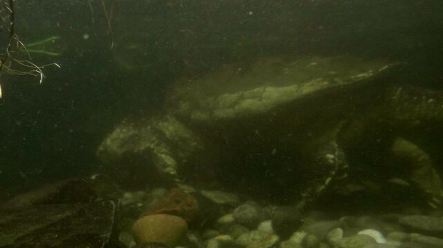 Alligator Snapping Turtle Walking on the Bottom of a Creek