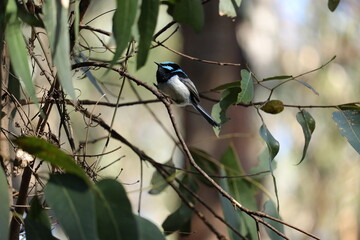 Blue Wren Perched on a Tree