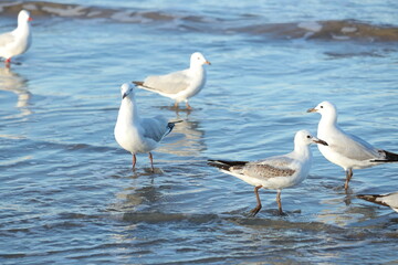 Red-billed Gull Walking on the Beach