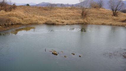 reeds in the water
