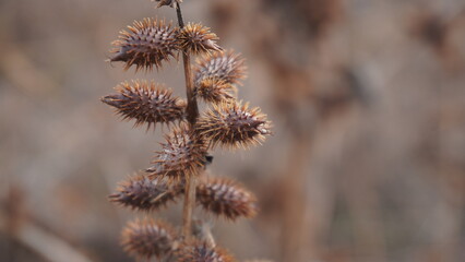 willow branches in spring