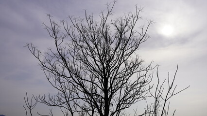 tree in the sky