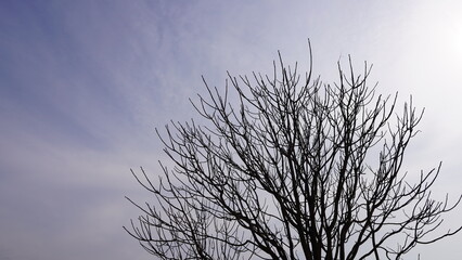 tree in the sky